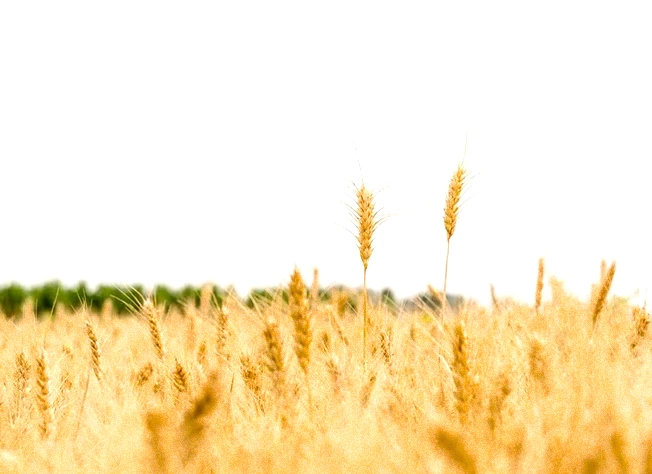 迷茫期的30句励志句子：唤醒内心力量，坚定前行方向